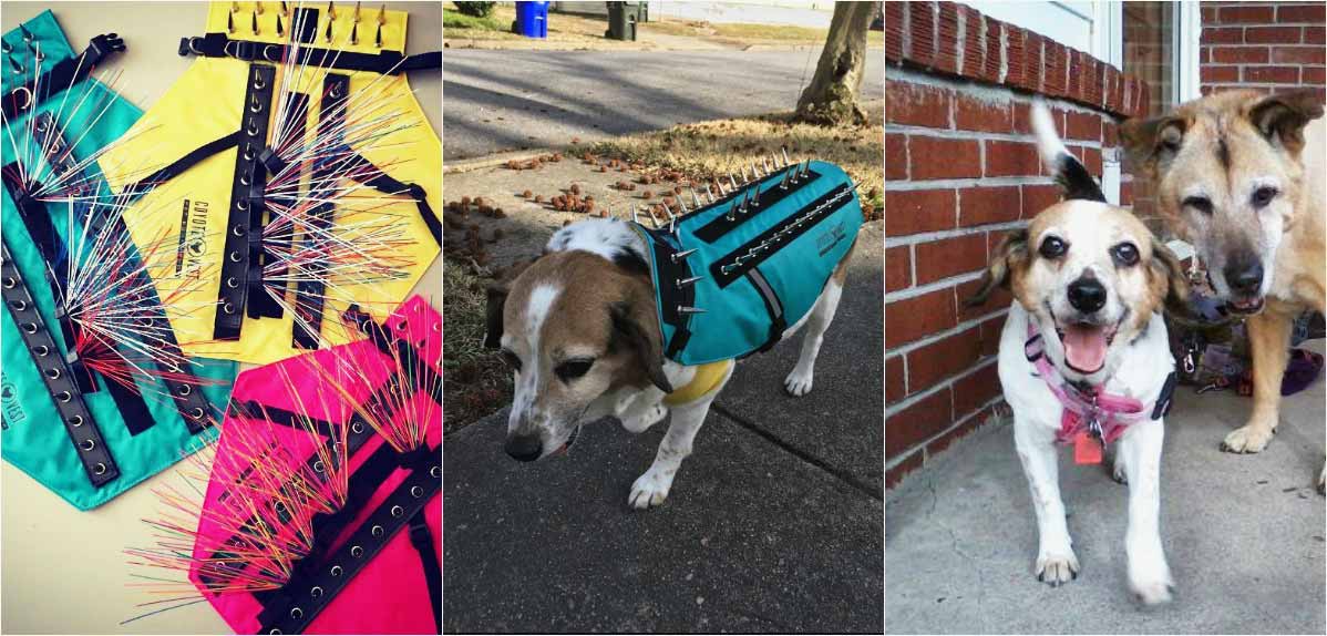 Spiked dog vests to prevent coyote attacks