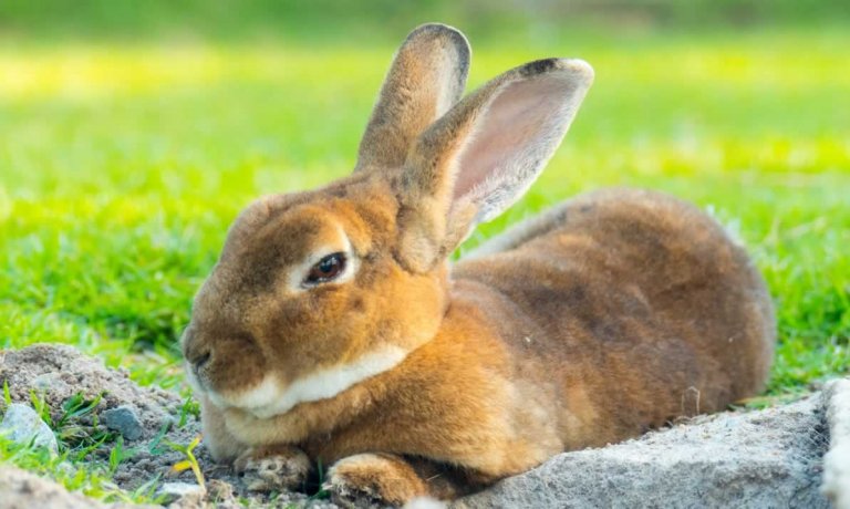 Don't Let the Peter Rabbit Movie Spark Bunny Fever | PETA