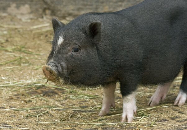 Why No One Should Buy a So-Called 'Teacup' Pig | PETA