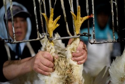 Vital Farms Claims Humane Treatment of Chickens—PETA Lawyers Help File ...