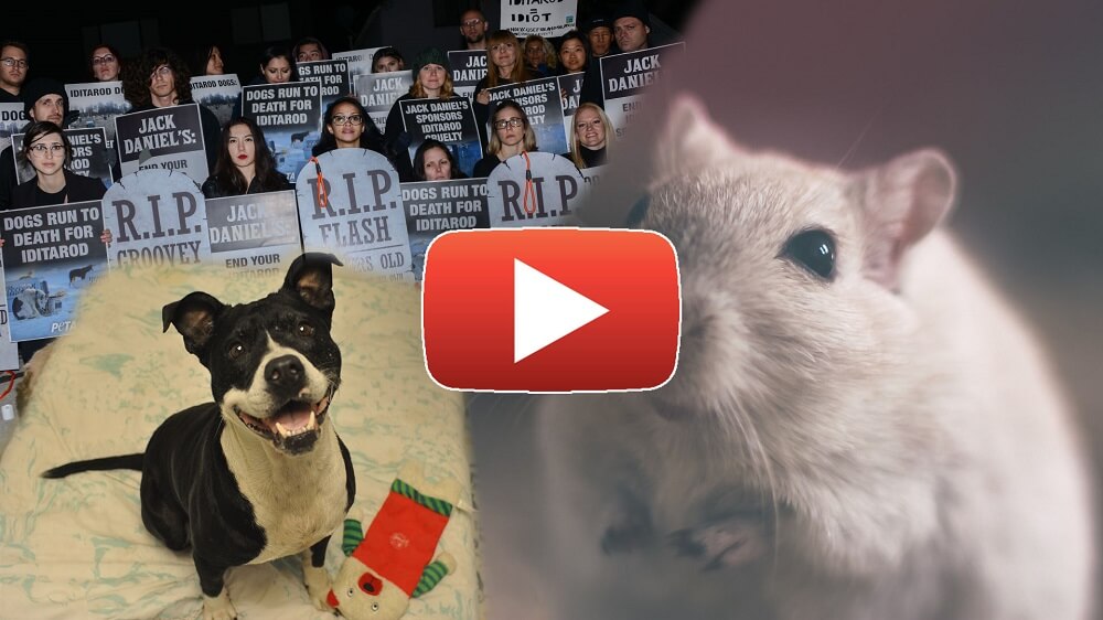 Petas February Victories For Animals Peta