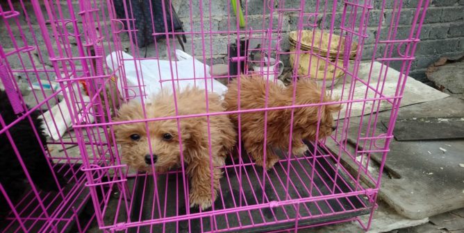 Two small dogs in wire crate at puppy mill