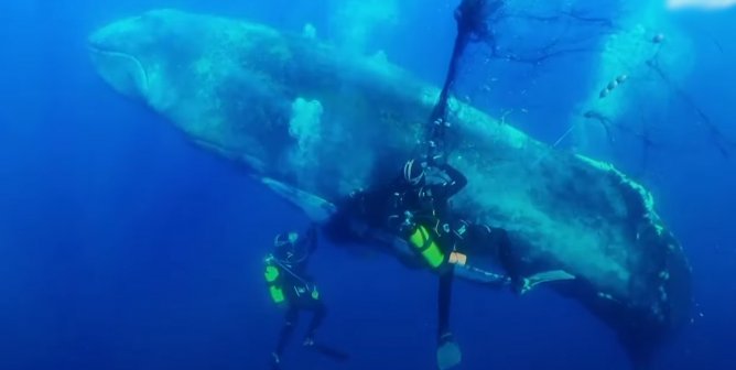 humpback whale rescued from ghost gear