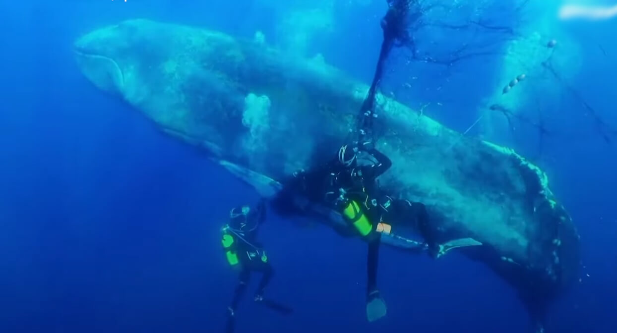 VIDEO: Rescue Divers Save Whale Trapped in Net