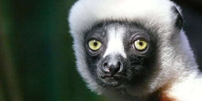 monkey with white fur and black face on a green background