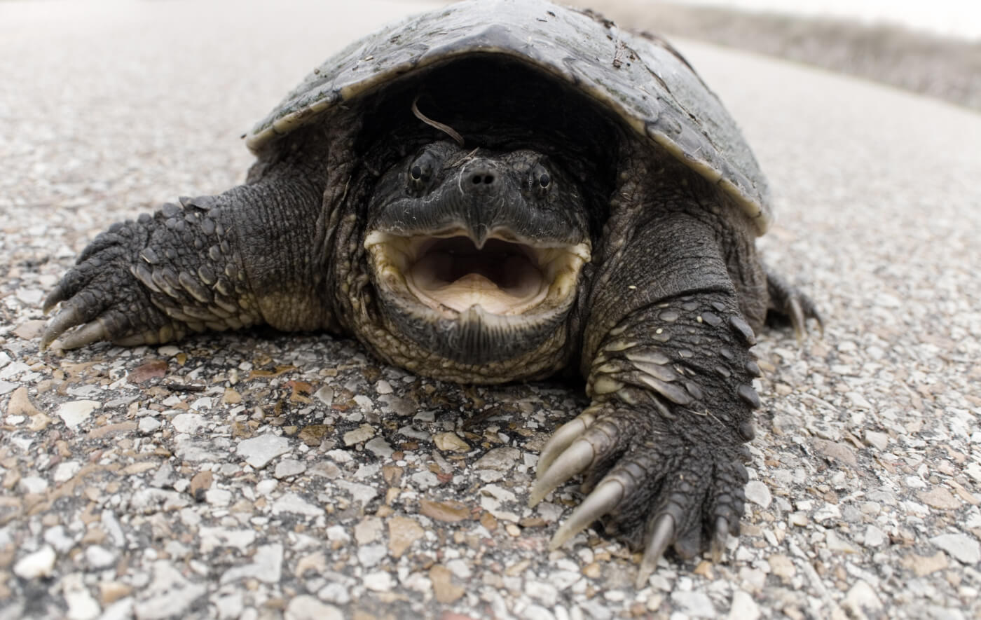 will a snapping turtle attack a dog