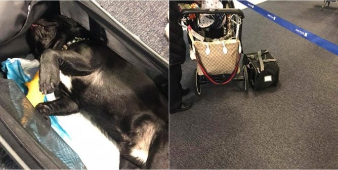a dog died on a united flight after being forced to ride in overhead storage
