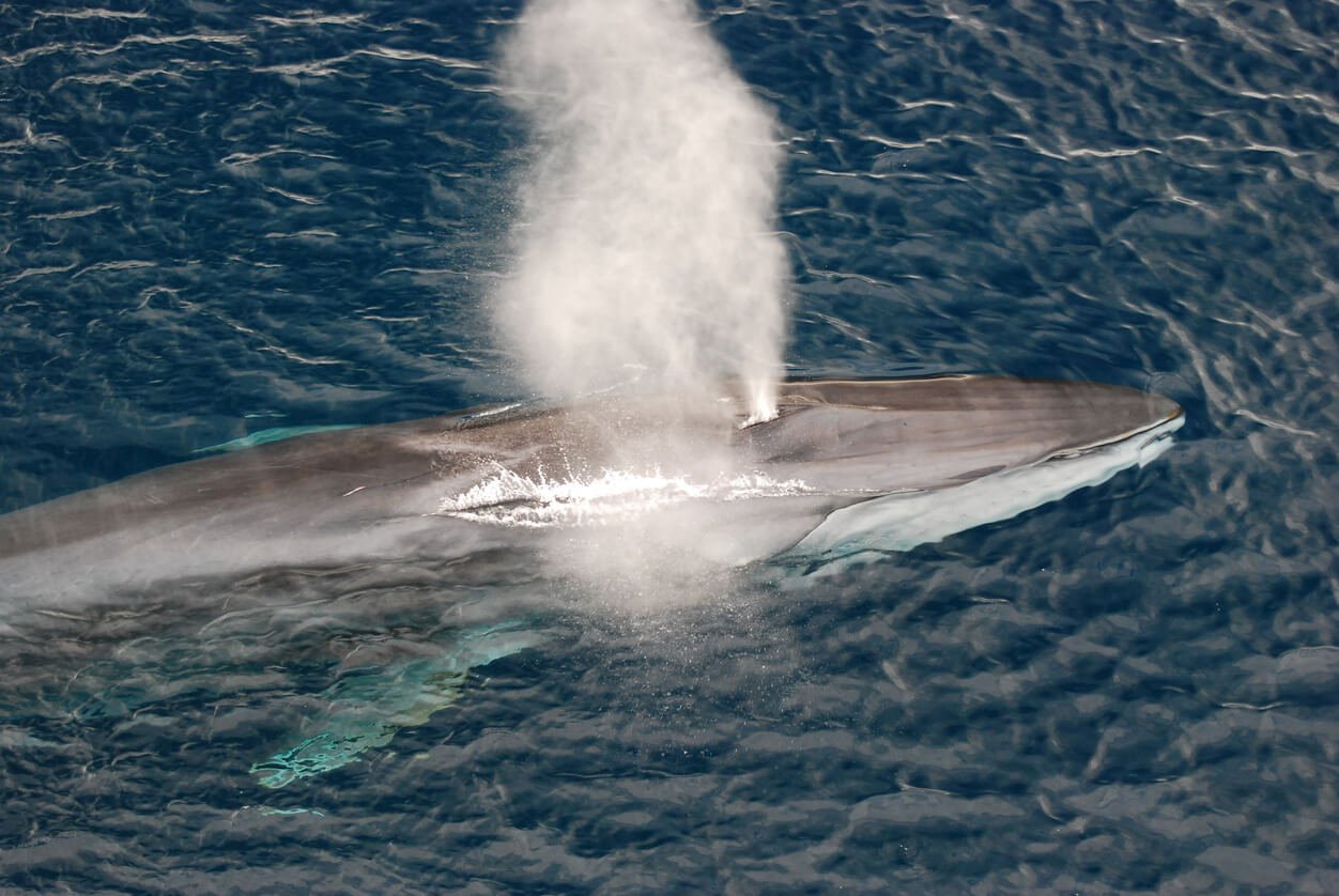 Iceland To Kill Nearly 200 Fin Whales! Help Stop The Hunt