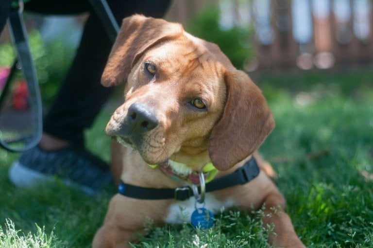 Photos: PETA's Poochella Event Rocks Norfolk as Dogs Find Loving Homes ...