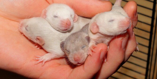 A person holding 4 baby rats in their hand with a black cage shown in the background