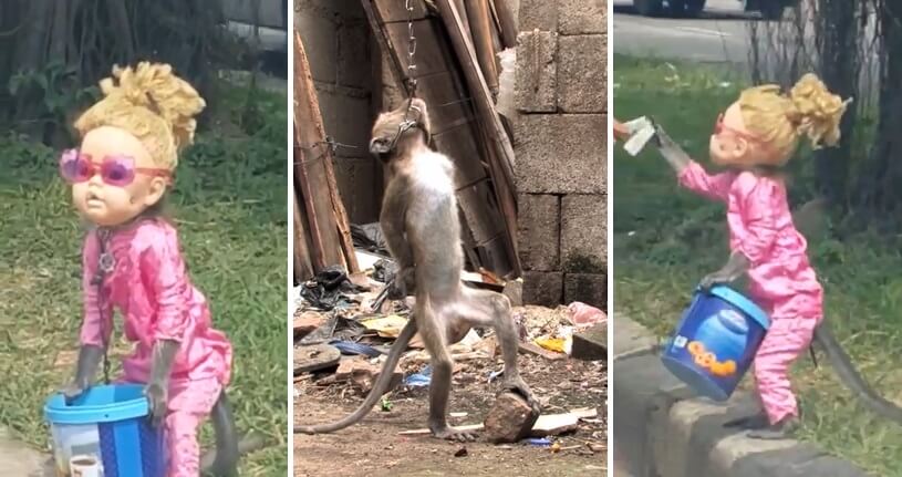 Eerie Video Of Chained Up Monkey Shows Cruelty Petas Tackled Before