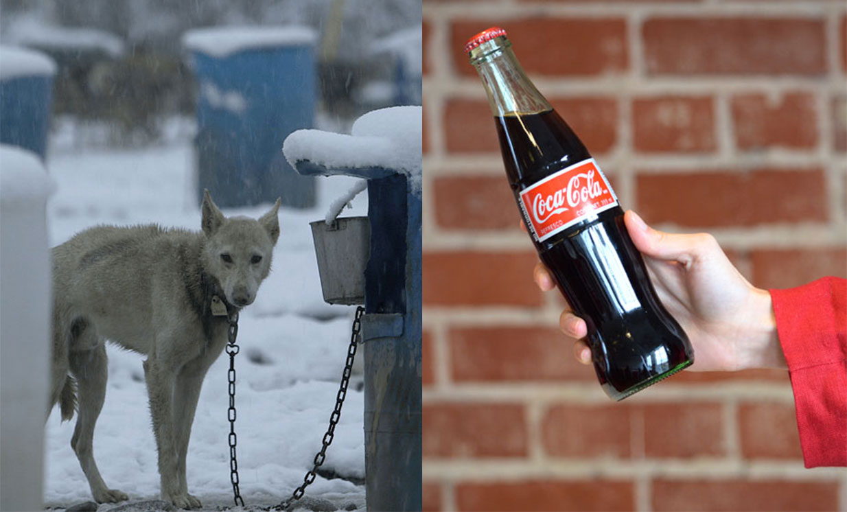 can dogs drink coke