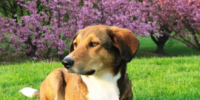 Brown dog on lawn looking off to side, trees with pink flowers in background