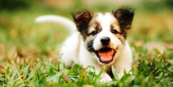 Cute brown and white puppy running toward camera on green grass