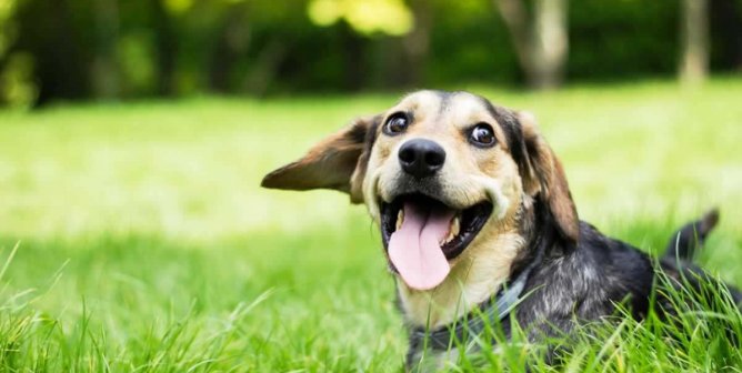 Happy beagle with mouth open