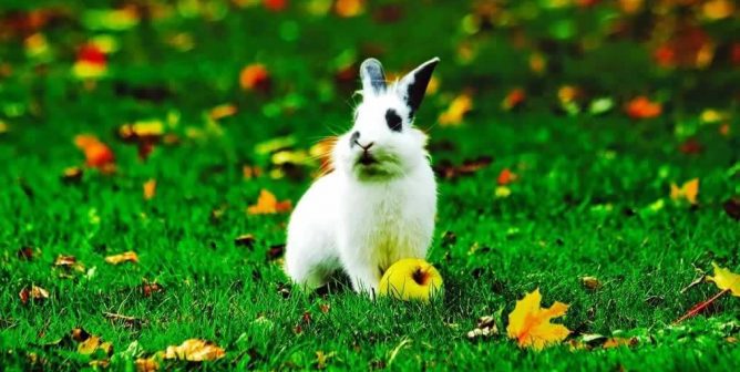 Cute fluffy rabbit with apple and autumn leaves