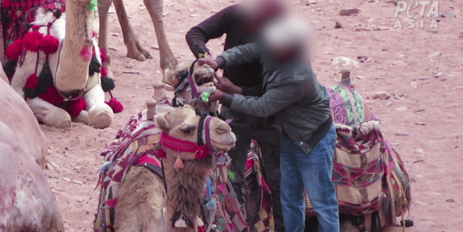 animals beaten at petra by handlers