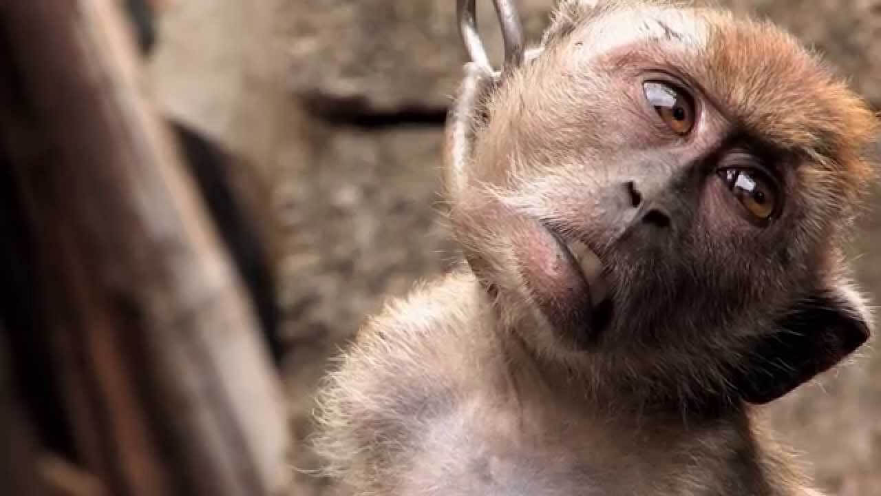 Eerie Video of Chained-Up Monkey Shows Cruelty PETA's Tackled Before ...