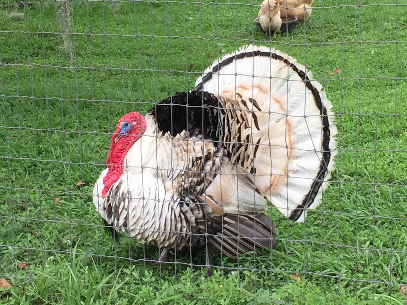 happy rescued turkey living safely at a sanctuary