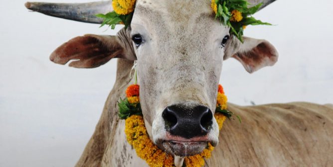 Bull wearing a yellow garland on his head and around his neck.