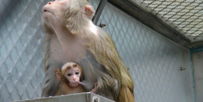 Monkey, Baby, Mother, Vivisection, Experiments, World Week for Animals in Labs