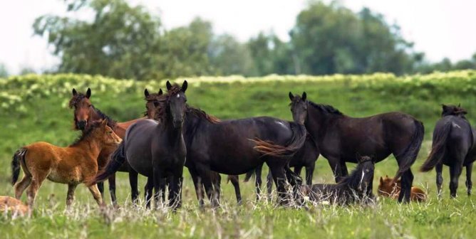 A group of Thoroughbred horses looking into the camera