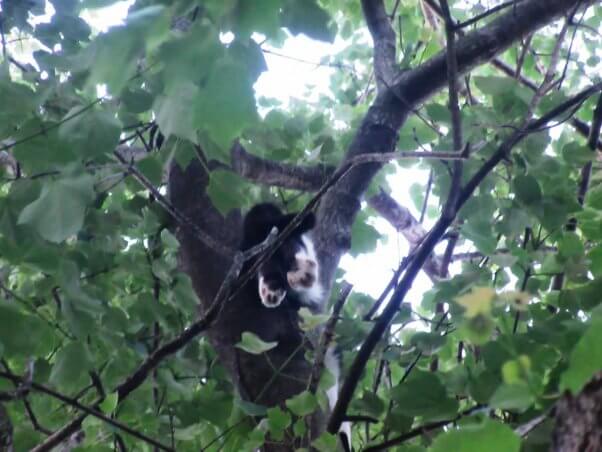 Cat stuck in tree photographed from below