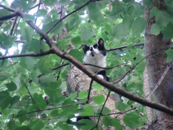 Cat named Tarzan stuck in a tree before being rescued by PETA