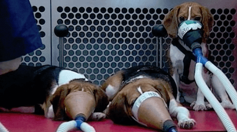animal testing on dogs
