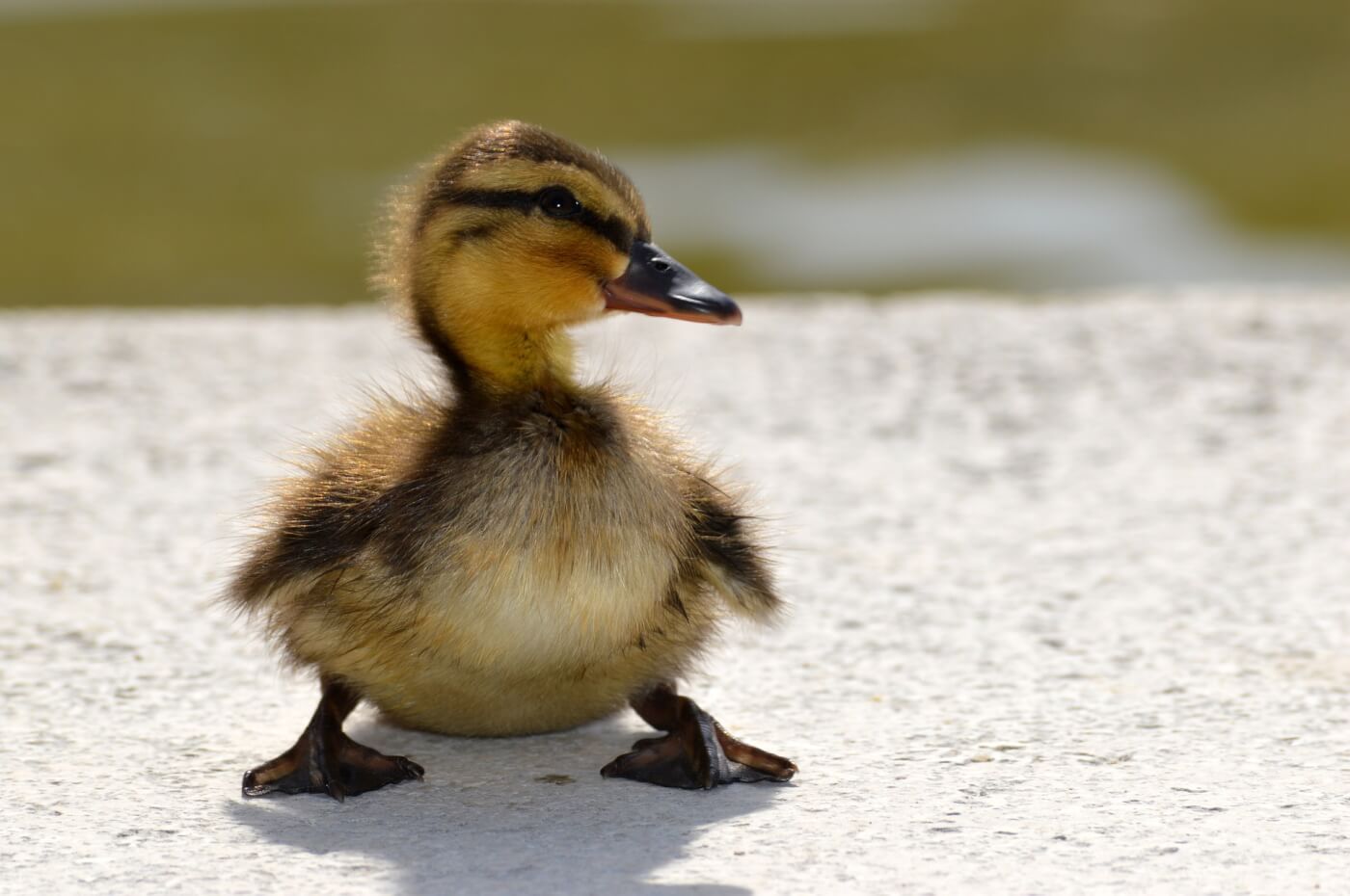 See These High School Students Save Ducklings PETA