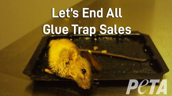 mouse stuck to glue trap