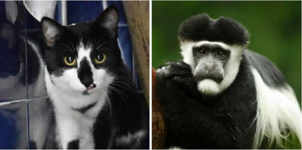 Photos of Tarzan the cat and a colobus monkey side by side
