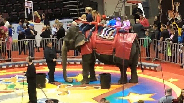 Jennys Story An Elephants Life And Death Working In The Circus