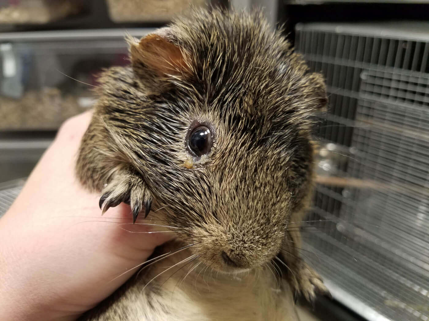 VIDEO: Guinea Pigs From PetSmart Hell Now Get Endless TLC