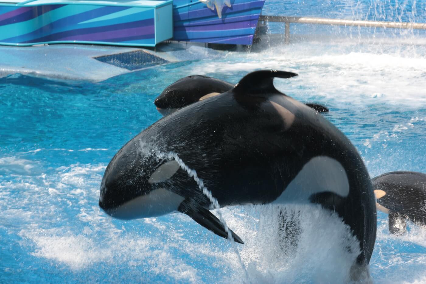 Order Your Free SeaWorld Leaflets! | PETA