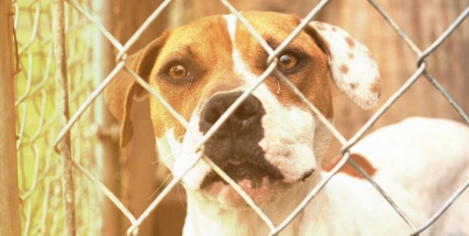 Hot "outdoor dog" in a cage