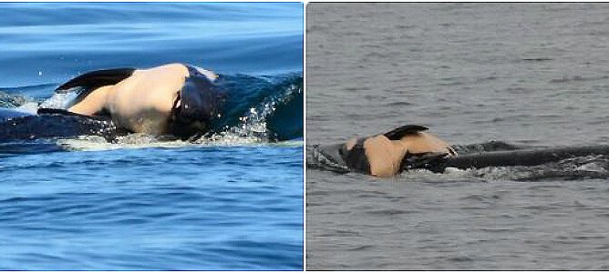 grieving orca mom carries dead calf through ocean for over a week