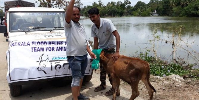 Calf being given intravenous fluids as was found dehydrated