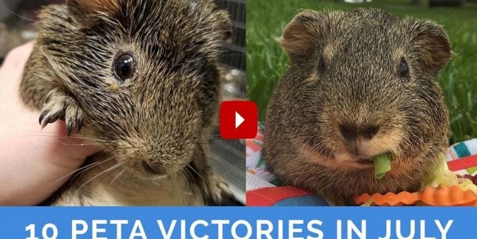 PETA July victories