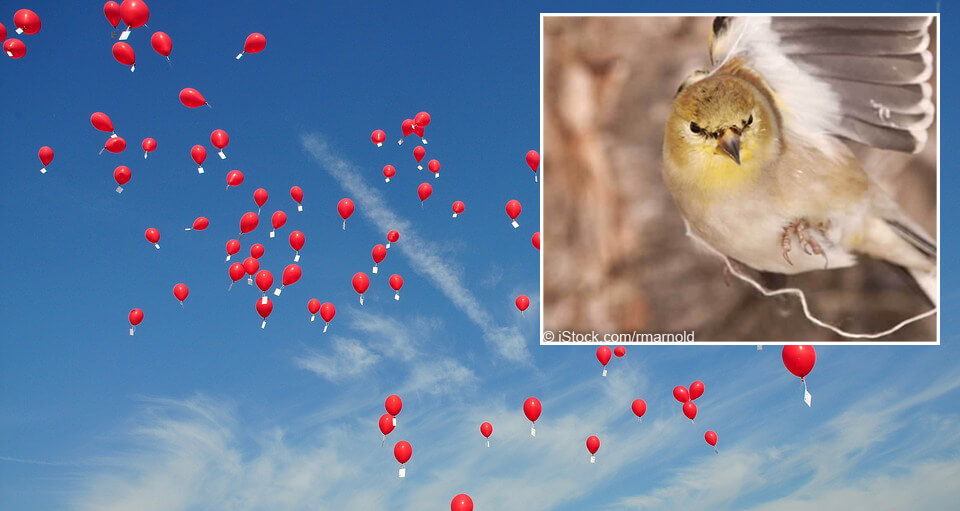 teach-students-why-balloons-are-harmful-to-the-environment-peta