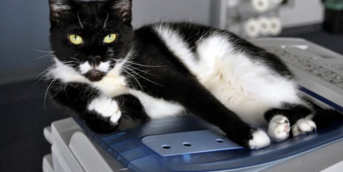 Black and white cat relaxing on a copy machine