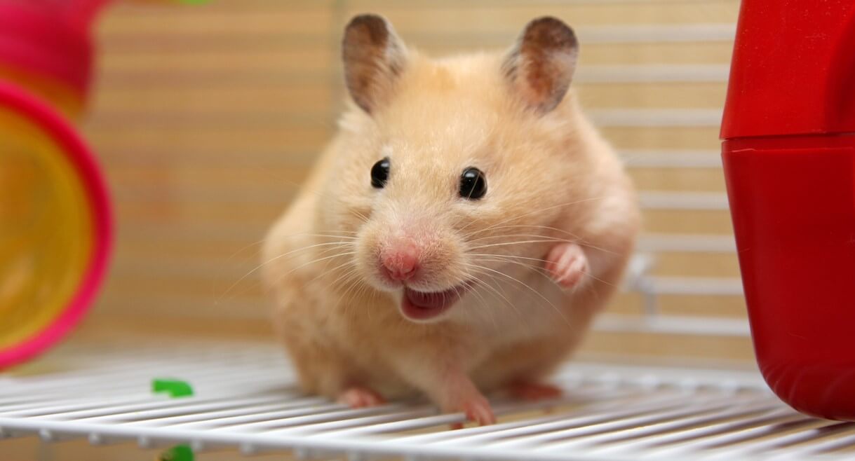 Syrian Hamster 101 - Breed Info And Care Sheet
