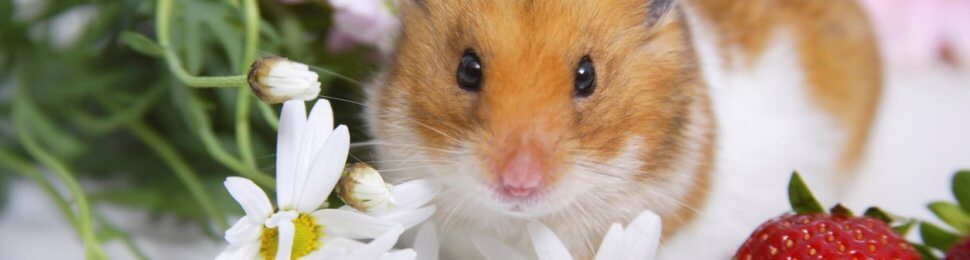 Cute brown and white hamster with daisies and a strawberry