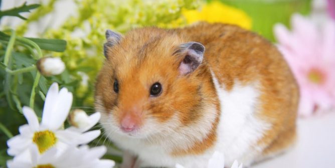 Cute brown and white hamster sitting among flowers