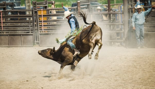 Cowboy Riding a BIG BULL in a Rodeo Arena in Utah. He is hoping for a good 8 second ride to make it to finals. Cowboy supporters looking on in the background.