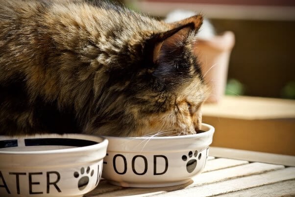 plastic bowls can cause cat acne