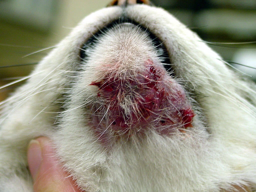 Cat Acne? It's Real—and Here's How You 