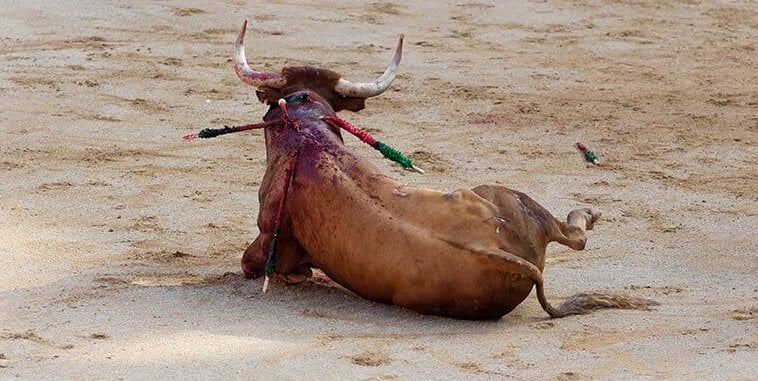 Veteran bull runners protest lack of thrills in Pamplona