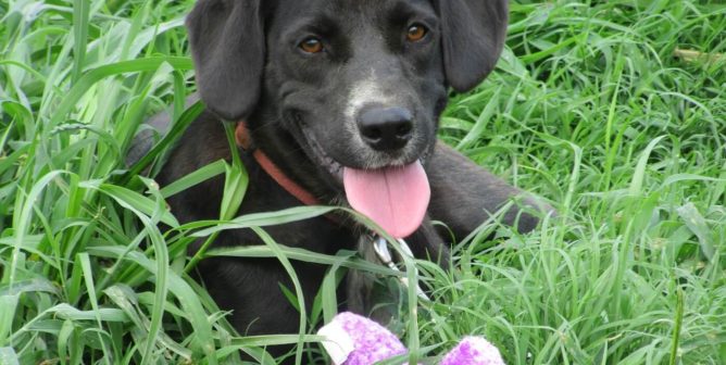Cute black dog sitting in grass with toy
