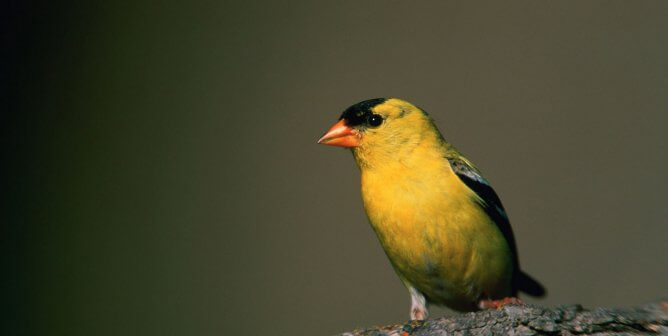 American Goldfinch Bird